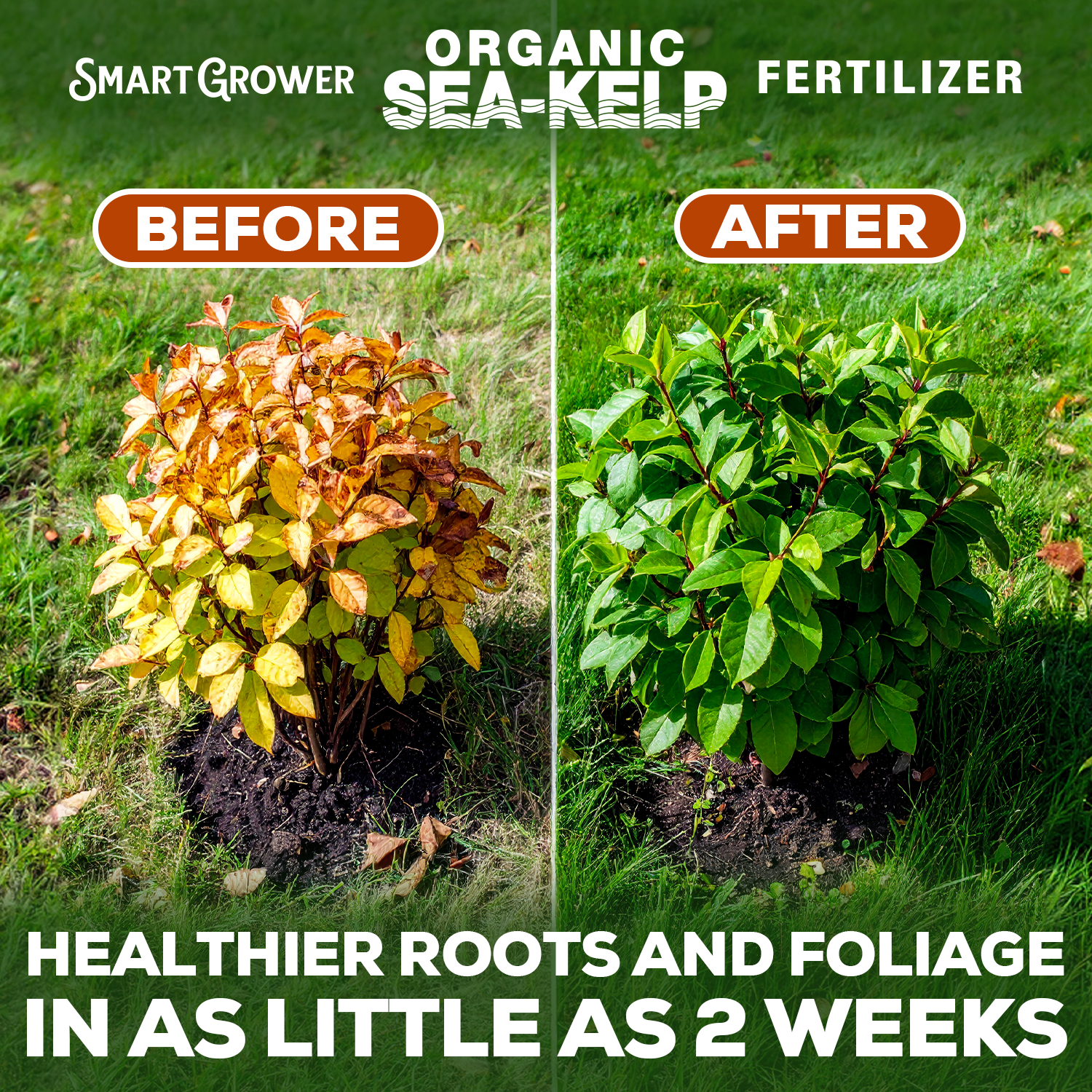Smart Grower Organic North American Sea-Kelp fertilizer - 2oz