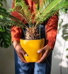 Plant Protection Sprays